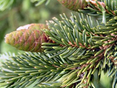 picea_glauca